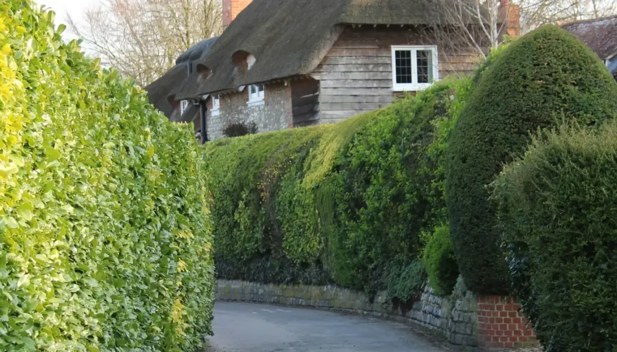 Healthy, professionally pruned tree branches