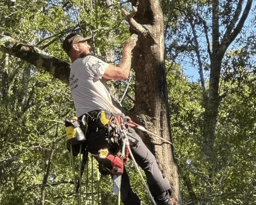 Tree Trimming in Brewton, AL
