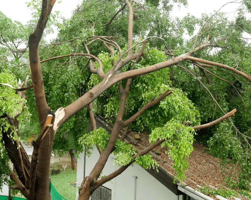 Land & Lot Clearing Brewton, AL