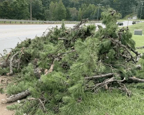 Brewton, AL Tree Trimming