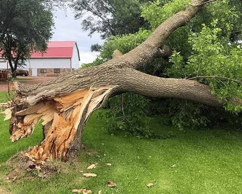 Storm Debris Removal in Brewton, AL