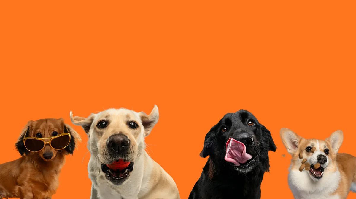 Lineup of studio portraits of mixed breed dogs against a clean solid backdrop