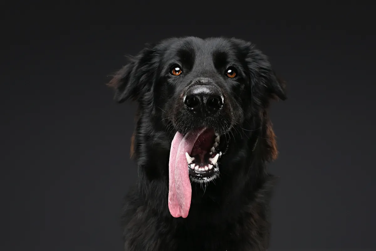 Studio dog portrait placeholder 1 - Upload Golden Retriever studio portrait