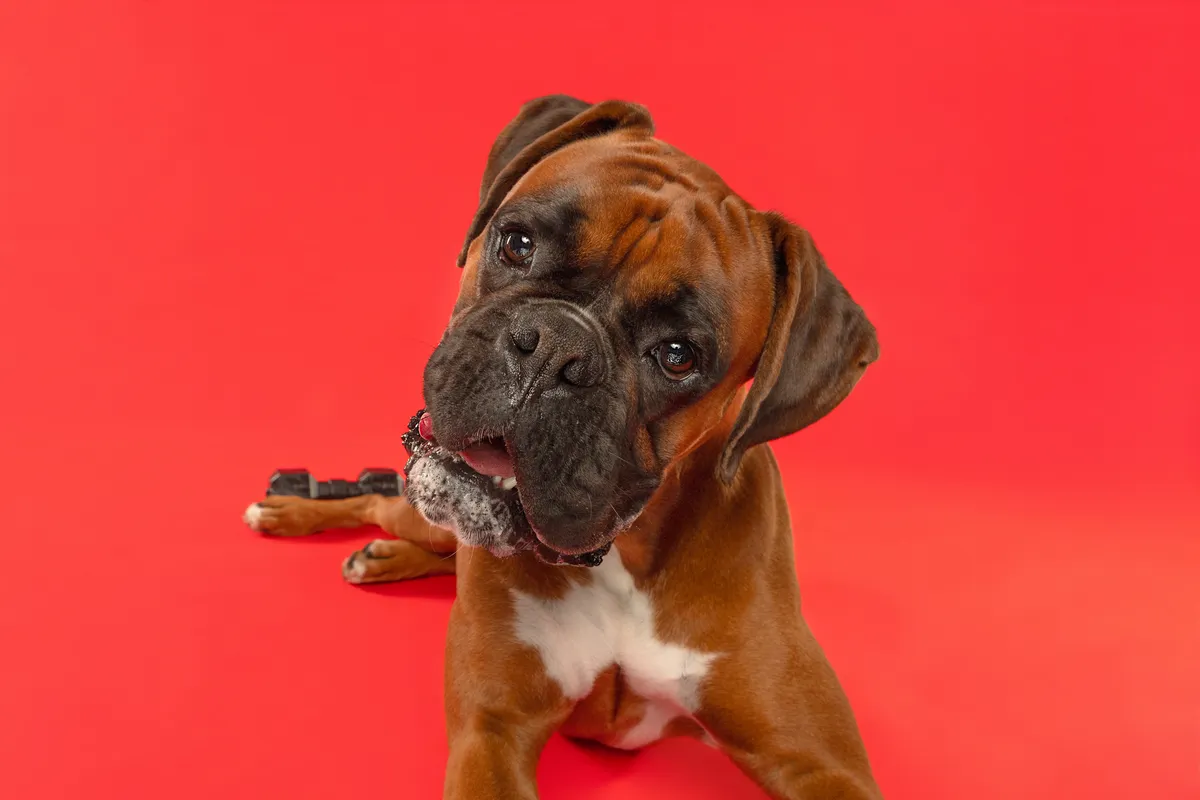 Tarsha O. and Bruce the boxer review portrait