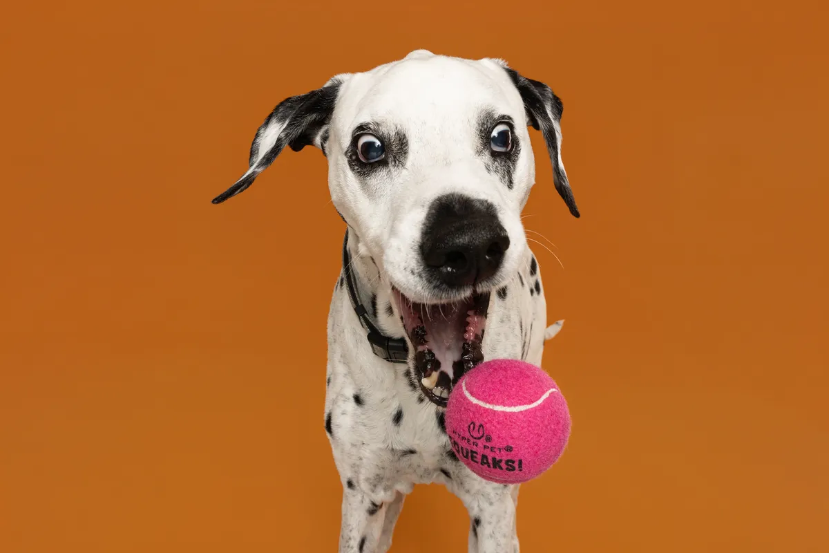 Studio dog portrait placeholder 3 - Upload Border Collie vibrant color portrait