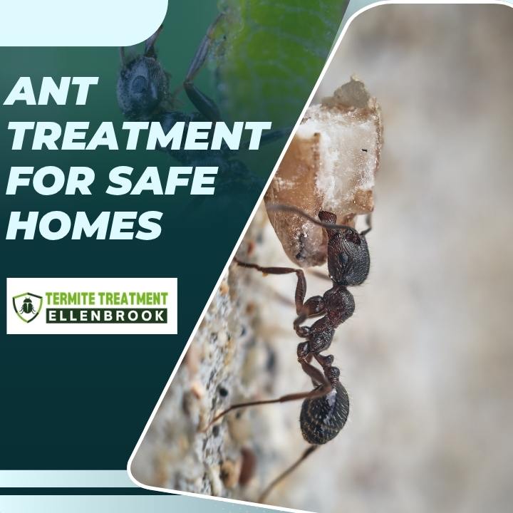 Ant removal solutions