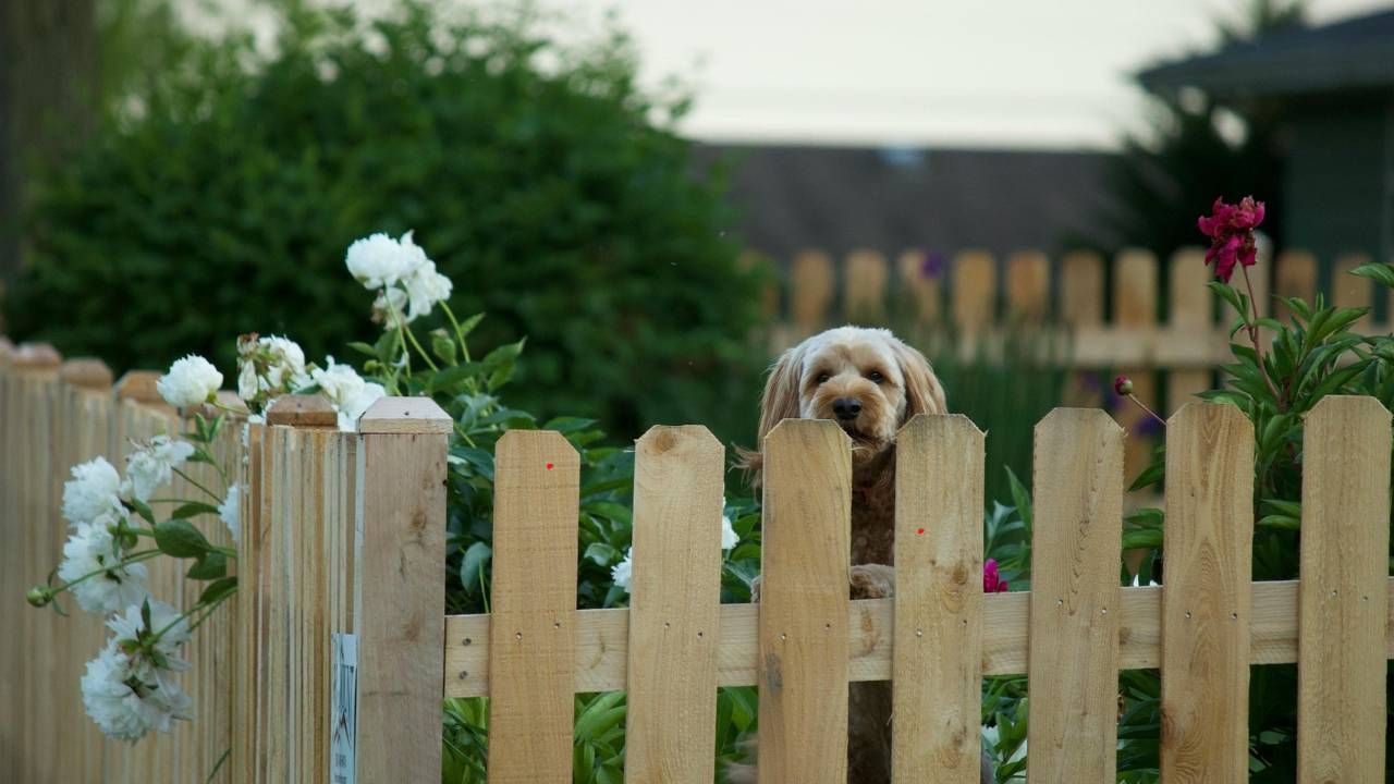 pet-friendly fence