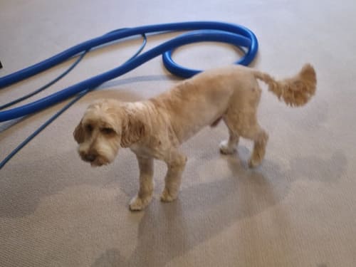 Pet Stain & Odour Removal in Maidstone