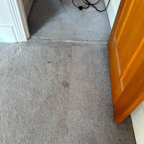 Pet Stain & Odour Removal 