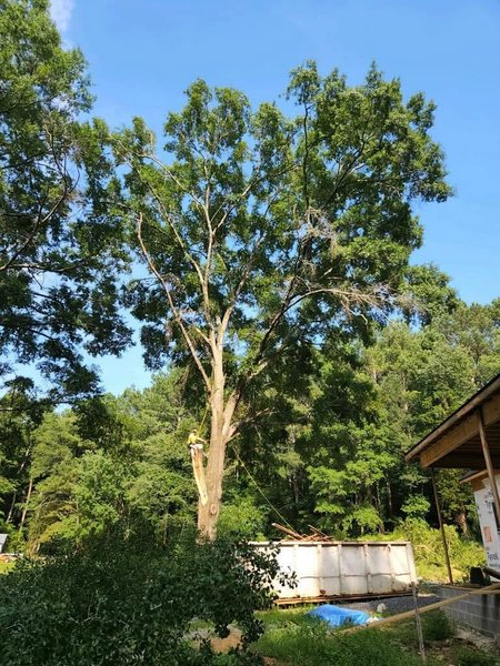 Tree Trimming & Pruning 