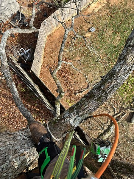Stump Grinding & Removal Ringgold, GA