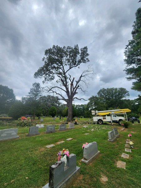 Tree Cutting Service Ringgold, GA