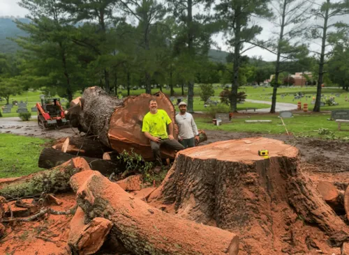 Tree Removal in Ringgold, GA