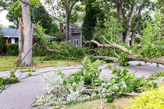 Storm Damage Cleanup in Ringgold, GA