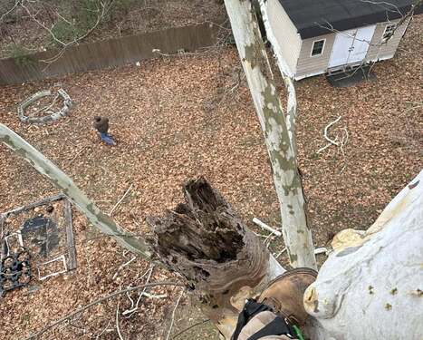 Hazardous & Dead Tree Removal in Ringgold, GA