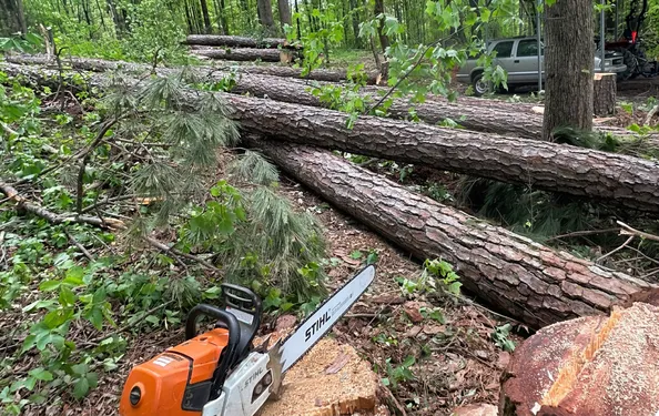 Tree Cutting Service in Ringgold, GA