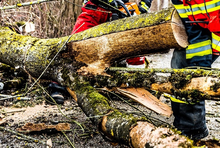 Tree Removal in Ringgold, GA