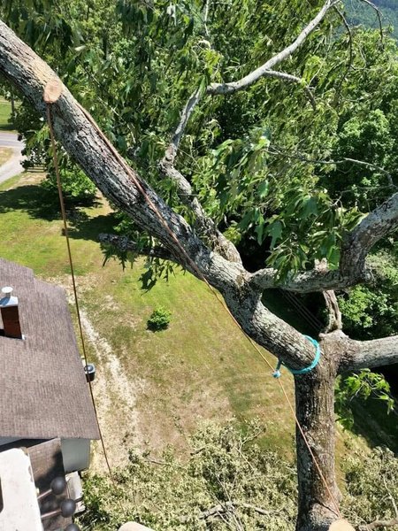 Tree Removal Ringgold, GA