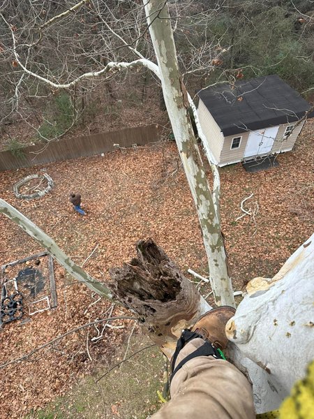 Tree Trimming & Pruning Ringgold, GA