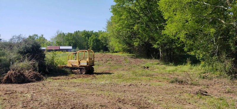 Tree Removal 