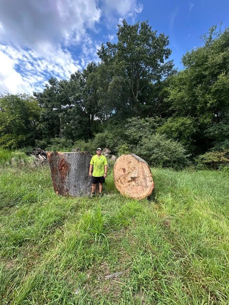 Commercial Tree Service Ringgold, GA