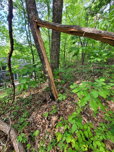 Firewood Sales and Delivery Ringgold, GA