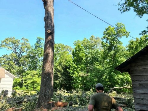Tree Trimming & Pruning Ringgold, GA