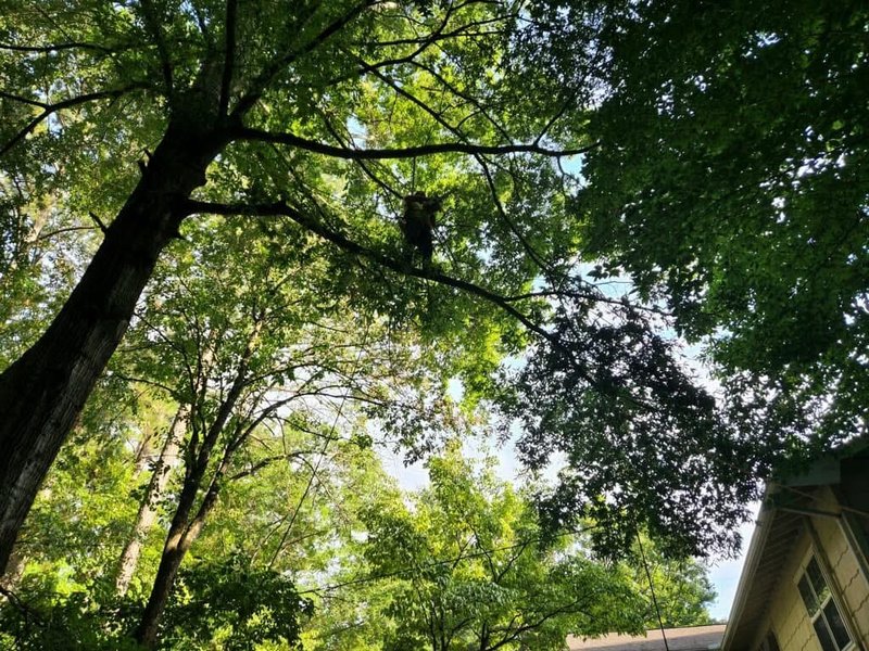 Emergency Tree Service Ringgold, GA