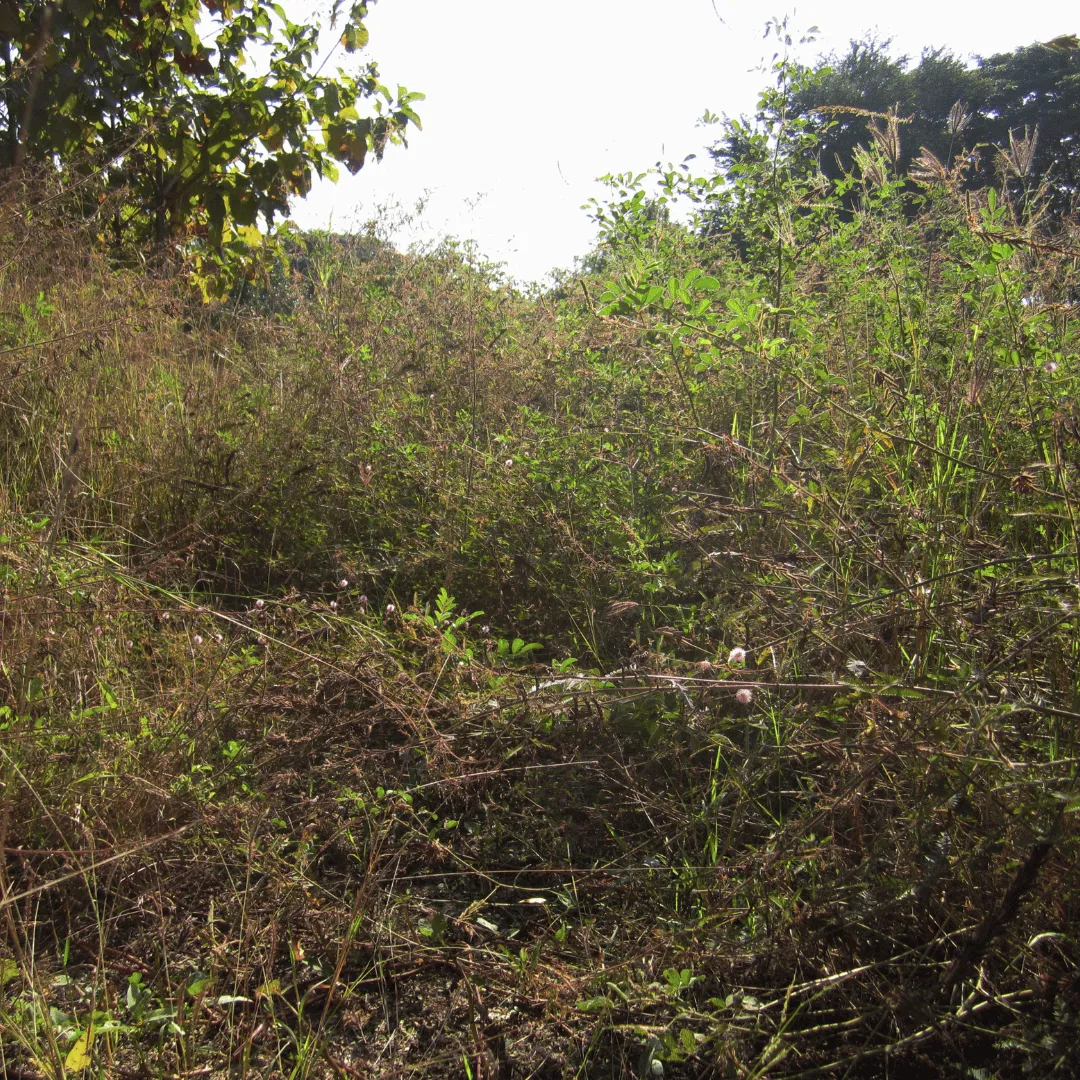 debris removal Evansville IN, dirt hauling Evansville IN, brush pile removal Evansville IN, yard debris removal Evansville IN, construction debris removal Evansville IN, property cleanup Evansville IN, land cleanup Evansville IN