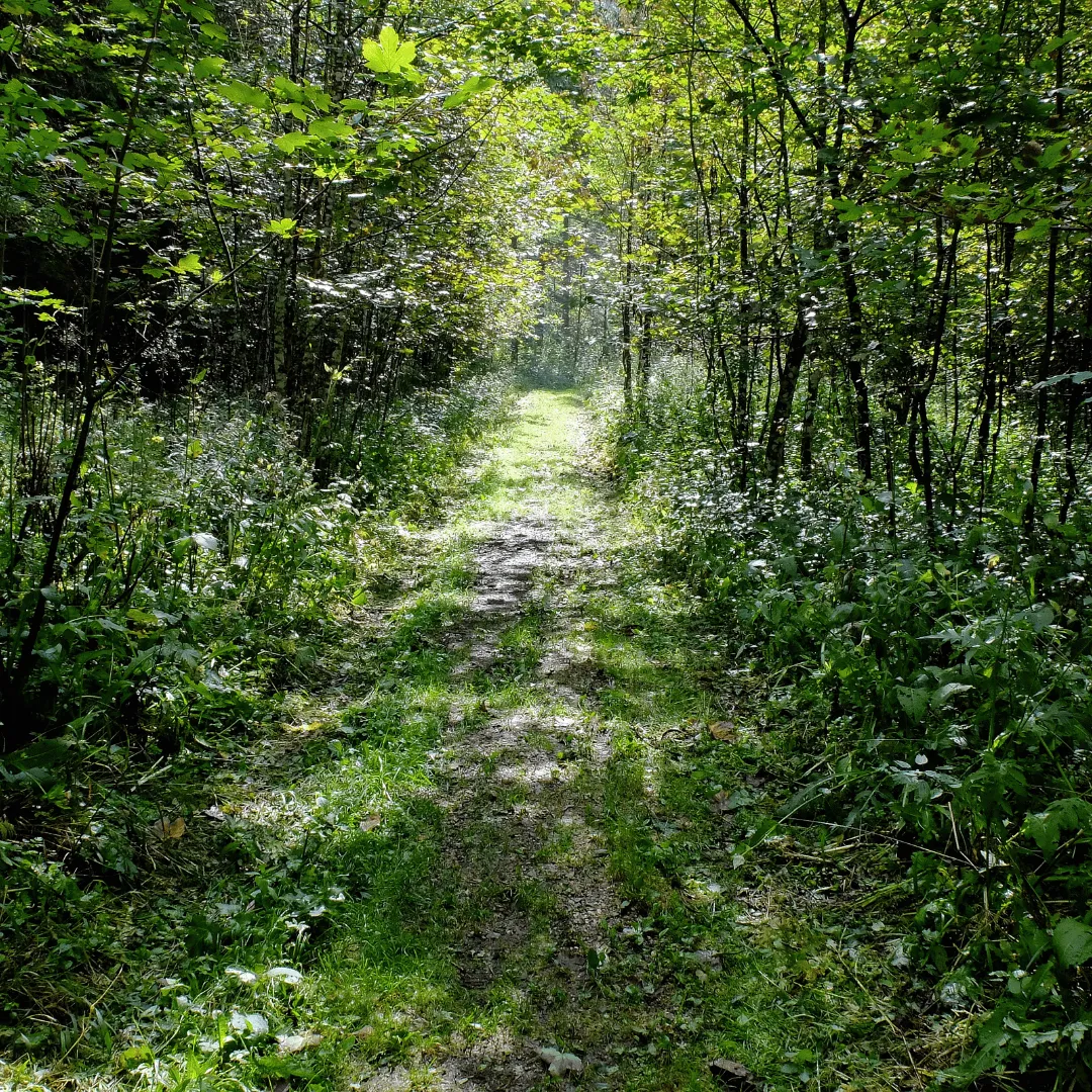 lot clearing Evansville IN, land clearing Evansville IN, brush clearing Evansville IN, overgrown lot clearing Evansville IN, property clearing Evansville IN, vacant lot cleanup Evansville IN, vegetation removal Evansville IN, site preparation Evansville IN