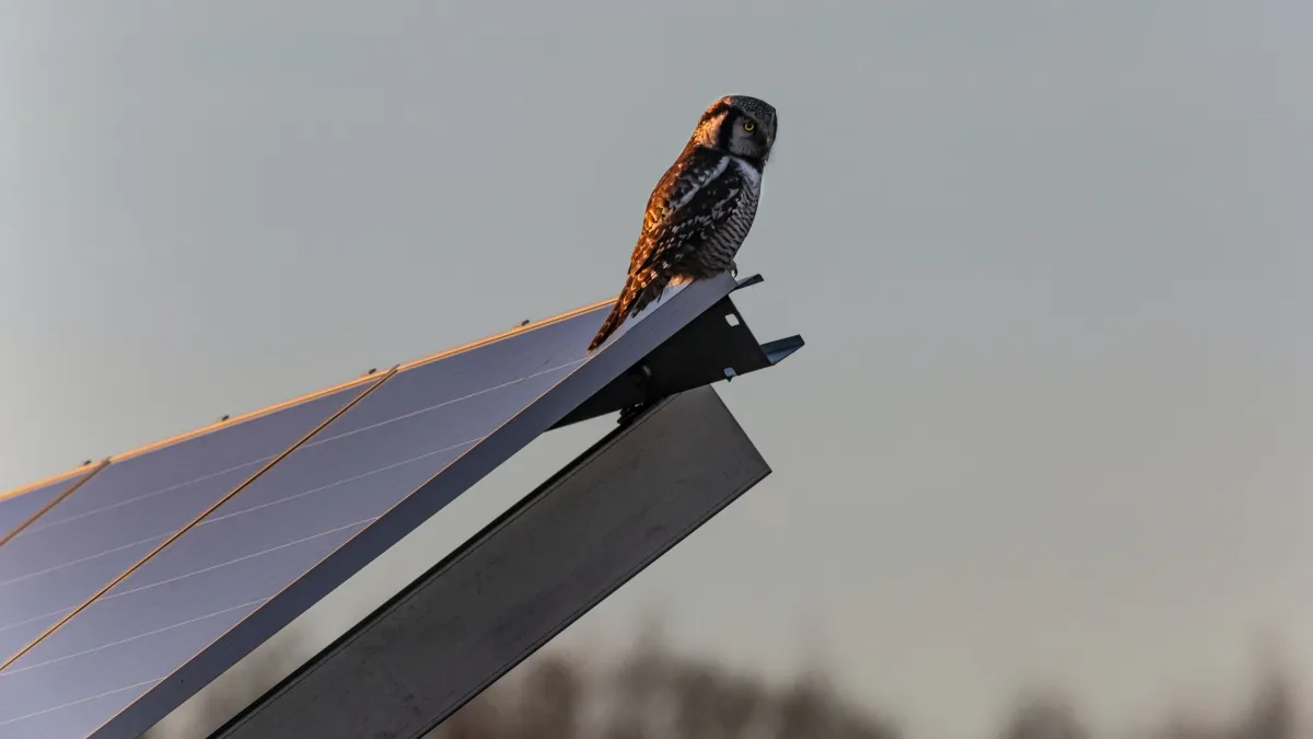 renewable-energy-advisors-inc-bird-solarpanel