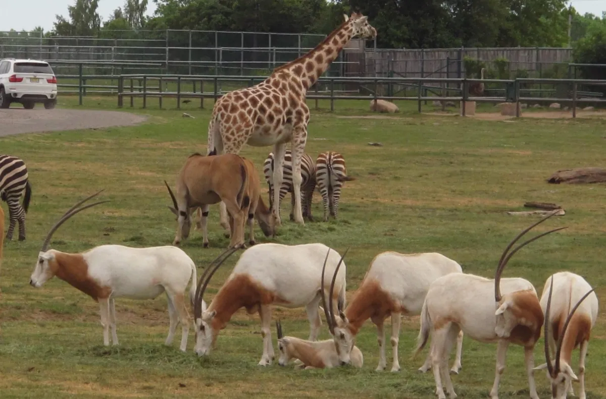 African Lion Safari Tours