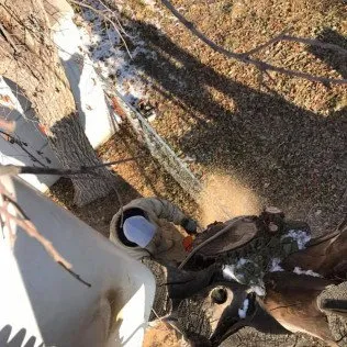 Cutting down a tree