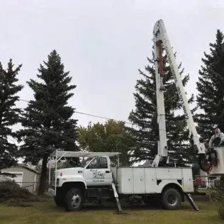 bucket truck doing tree maintenance