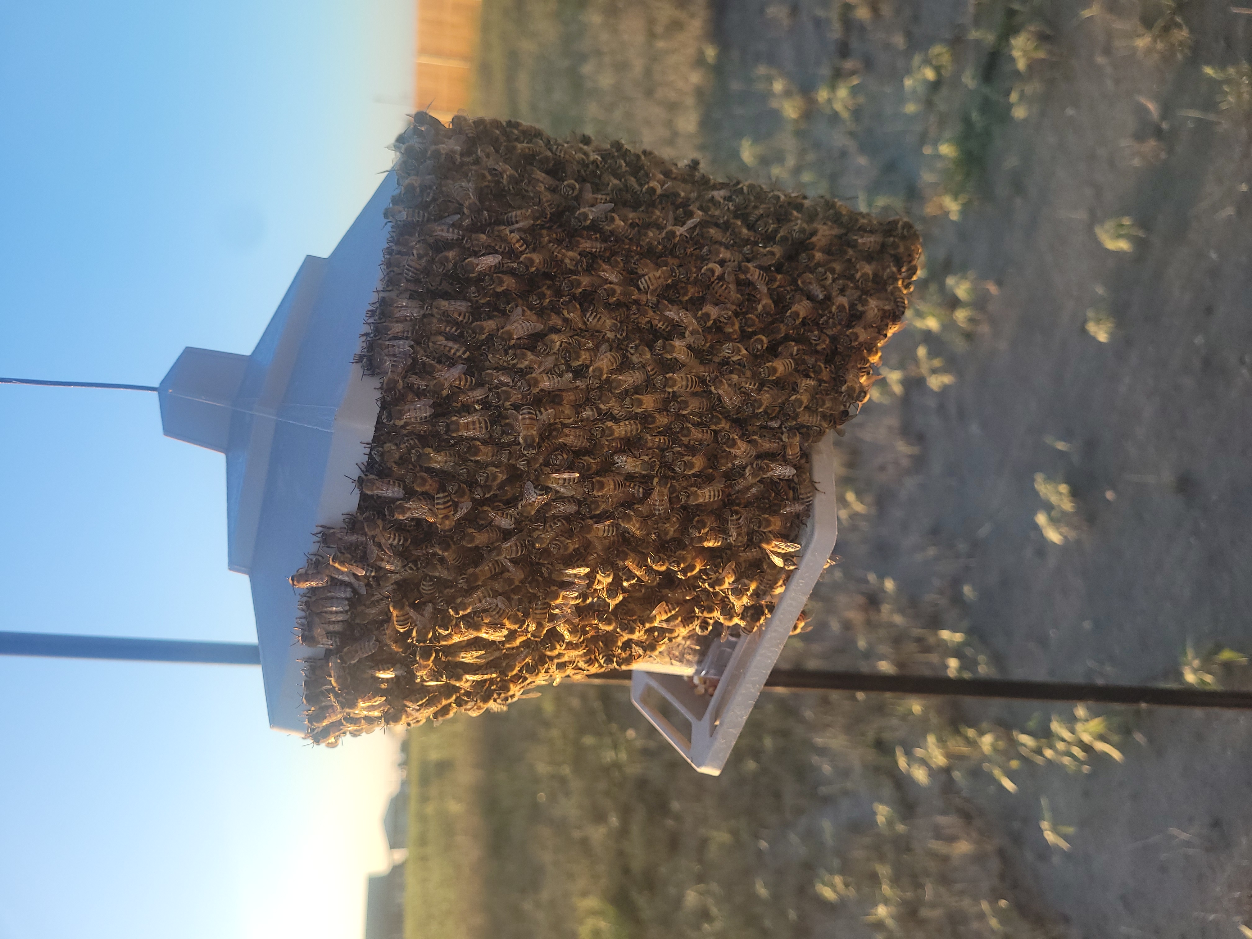 Live Bee Relocation Services