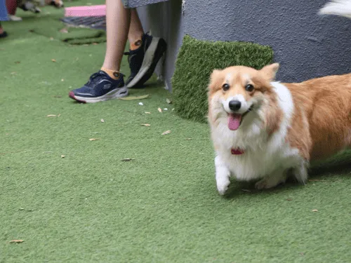 Pet Turf Installation Denver, CO