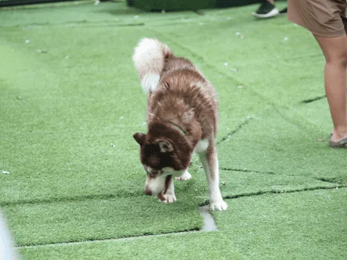 Artificial Turf Installation Denver, CO