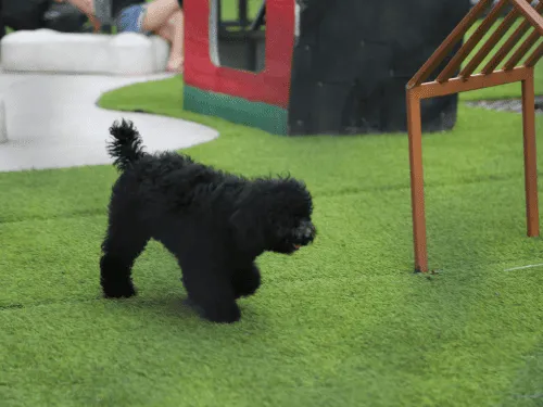 Residential Artificial Grass Installation Denver, CO