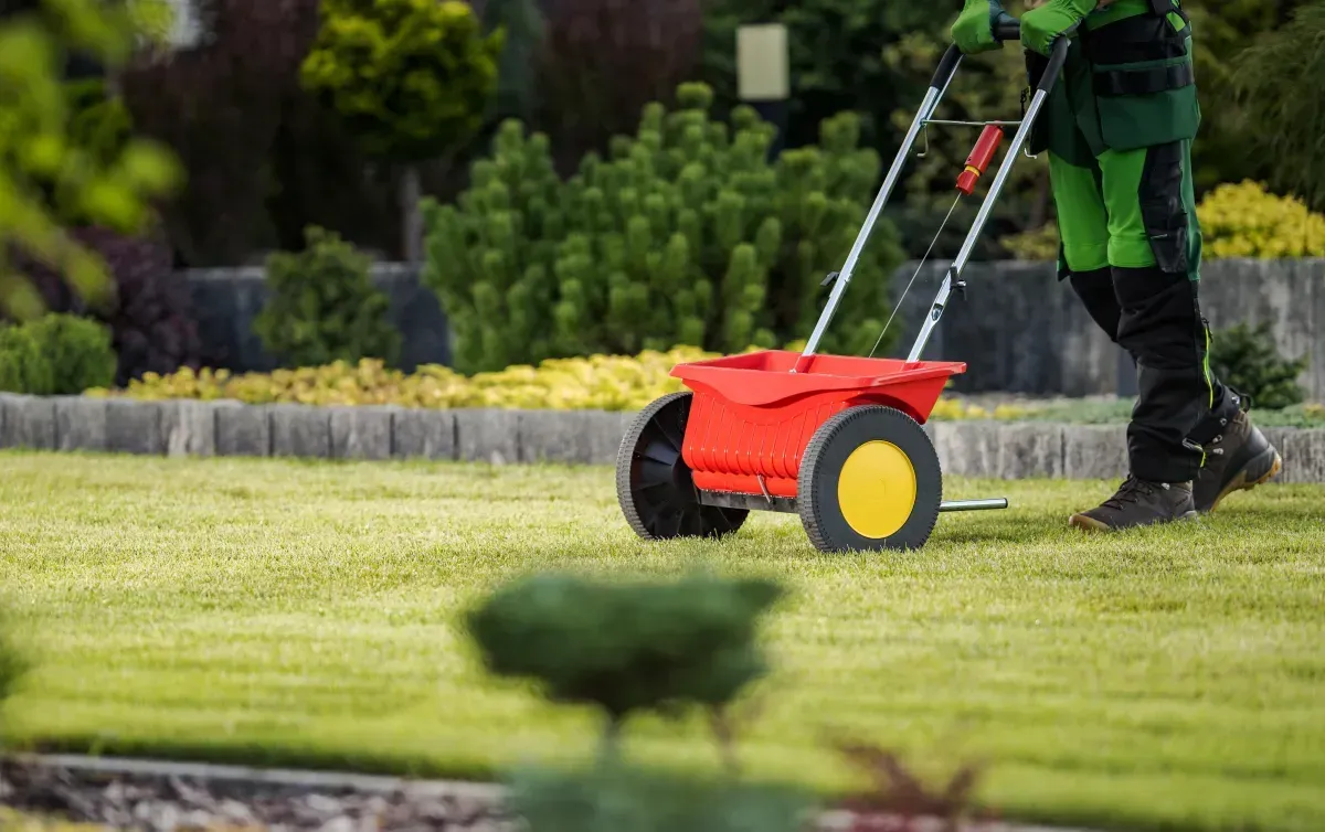 lawn seeding grass seeding