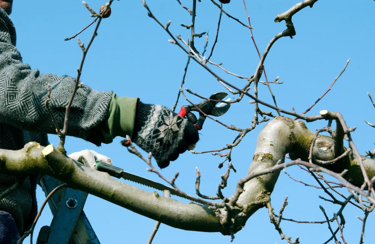 Tree Pruning and Trimming