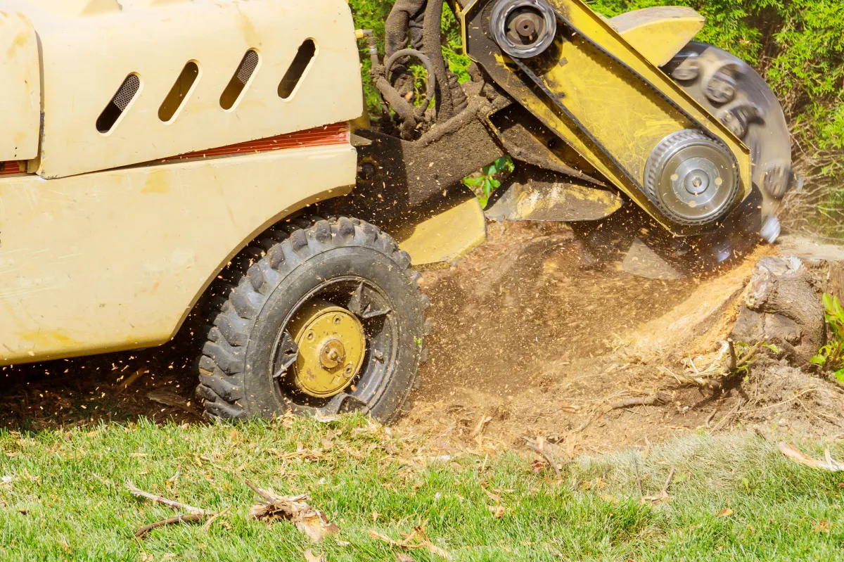 Stump Grinding and Removal