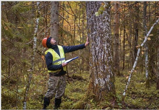 Tree Health and Disease Management