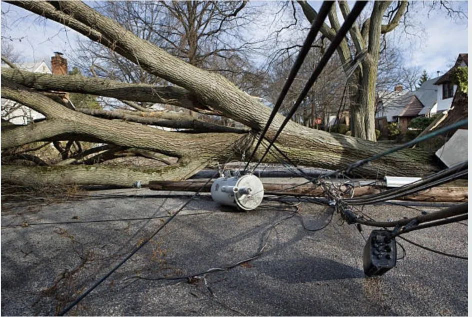 Emergency Tree Service