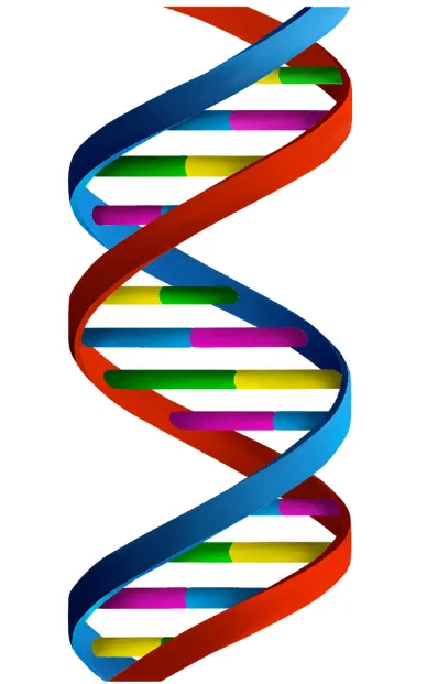DNA-inspired graphic symbolizing structured leadership coaching and training