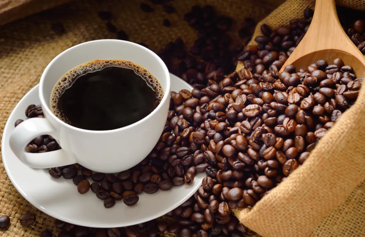 Hands holding unripe coffee cherries on a branch.