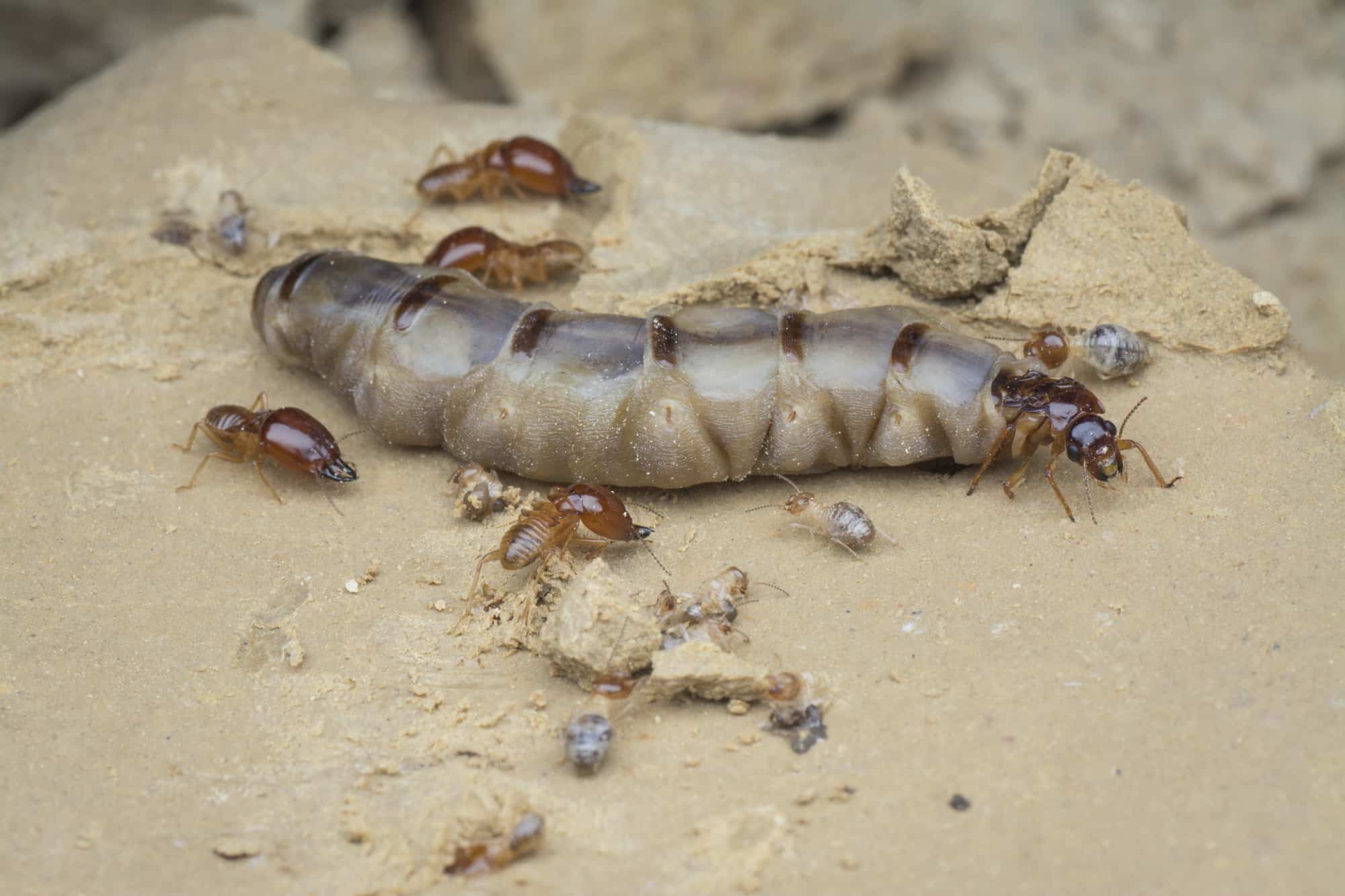 Bay Harbor Islands Termite Specialist