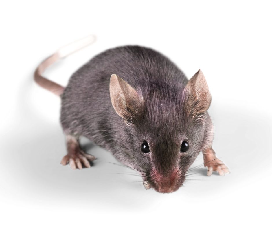 Bal Harbour Rodent Control