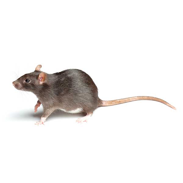 Bal Harbour Rodent Control