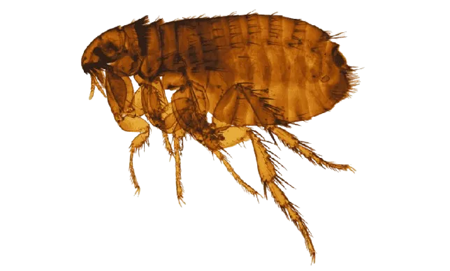 Bal Harbour Fleas & Ticks