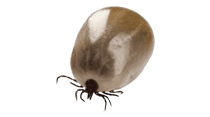 Bal Harbour Fleas & Ticks